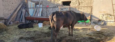 Продаётся шведская корова с телёнком. Адрес: Ургенч 1