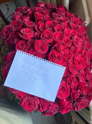 Сегодняшние чуть открытые, 2–3 штуки