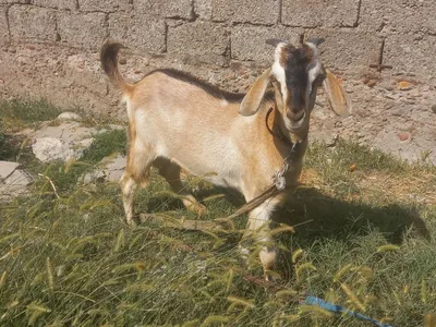 Echki taka jigarang 1