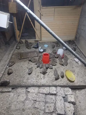 bedana makiyonlari 1