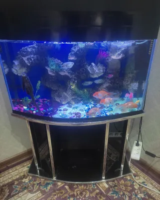 Zafso akvariumi, bu summa