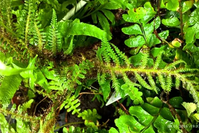 Nefrolepis va asplenium paporotniklari 1