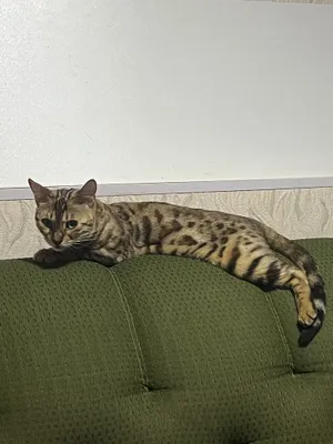 Бенгальская кошка, 1 год, девочка
