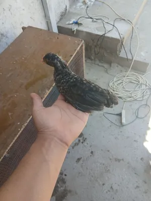 Parpoy jujala sotiladi yebichishi yaxshi 1
