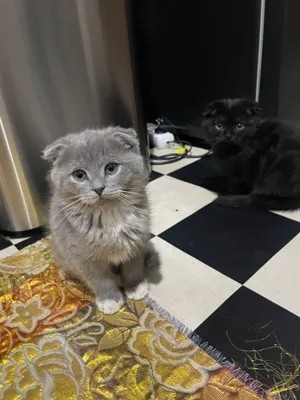 Скотиш фолд емланган 1
