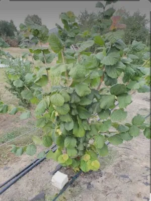 Фундук кучатлари