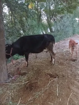 Ona bola sigir bolasi novos 1