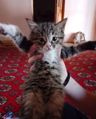 Домашний котенок мальчик отдам в хорошие руки 1