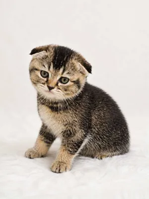 Чистокровные шотландские вислоухие котята (Scottish Fold) 1
