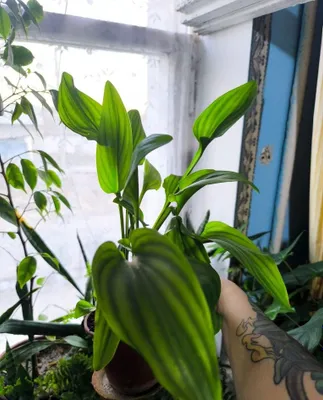 Drimiopsis — xona guli. 1