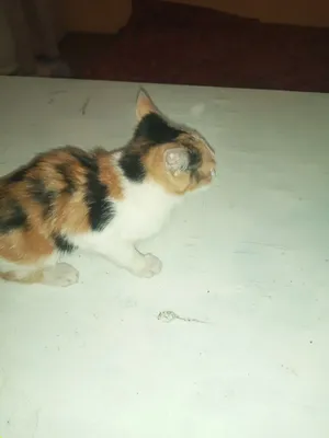 koshka 1