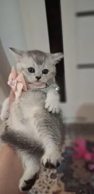Серебро британские шиншиллы 1