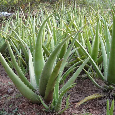 Алоэ вера (Aloe vera) — 25 см 1