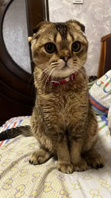 Скотиш Фолд Шотландский вислоухий 1