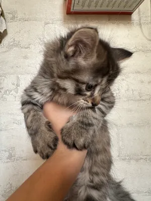 Котёнок (девочка) (с пушистой шерстью) 1