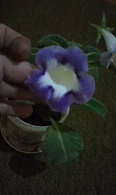 Gullayotgan gloksiniya. 1