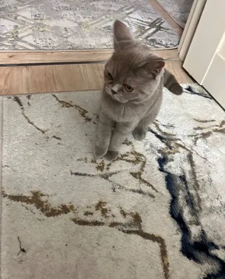 British shorthair 1