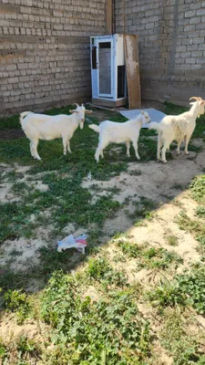 Продаются козы 1