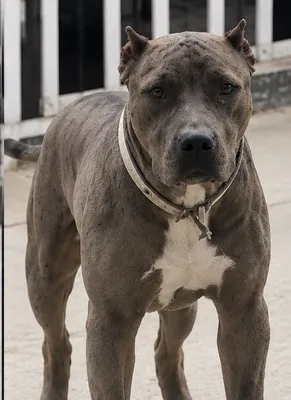 1 yoshli pitbul erkak — sotilmaydi, noyob merle rang, juftlashtirish uchun 1