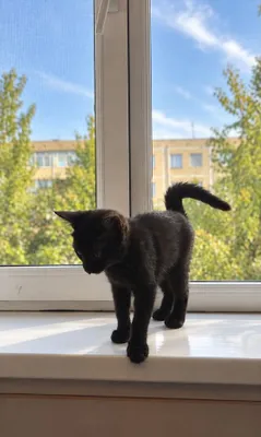 Отдам в добрые руки очаровательного чёрного котёнка! 1