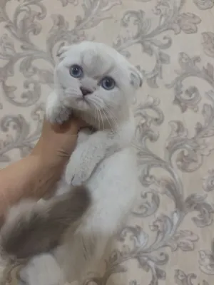 Скоттиш фолд мальчики серебро шиншилла