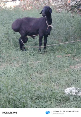 Qo'chqorlar sotiladi 2 tishka endi o'tkan 1