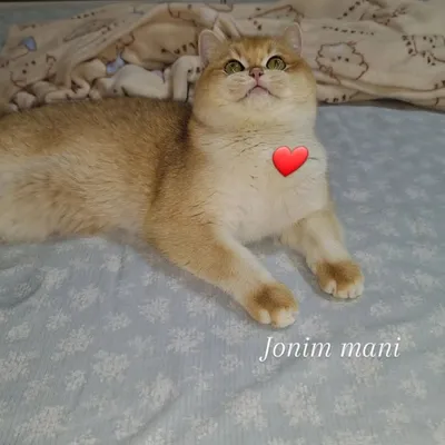 Vyazka Simba qizlani uchrashuvga taklif qiladi 1