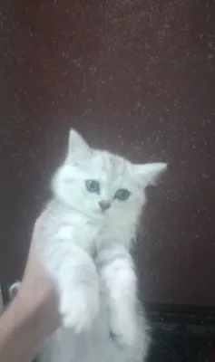 Продаются породистые котята 1