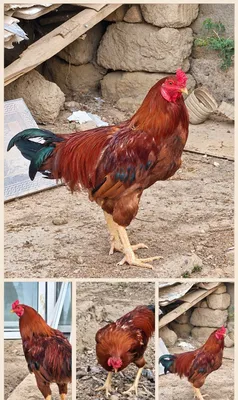 Qizil xuroz sotiladi