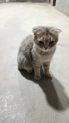 Котёнок шотландской вислоухой породы 1