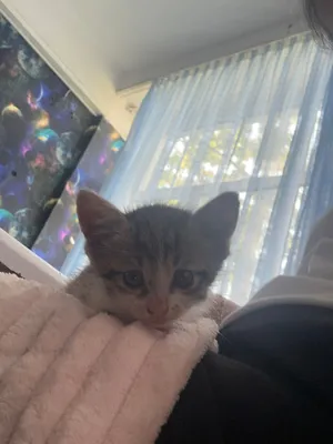 Подарю котёнка 1