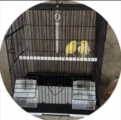 Kanareykalar. Erkak va urg‘ochi