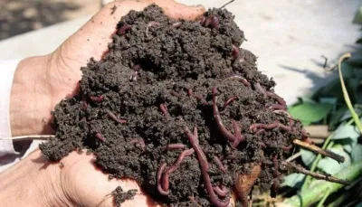 Biogumus sotiladi 1