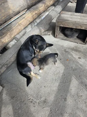 Kuchukchalarni yaxshi qo‘llarga bepul beraman 1