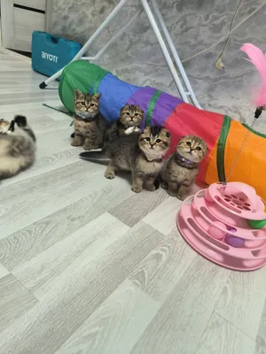 Шикарные котята от правильной вязки 1