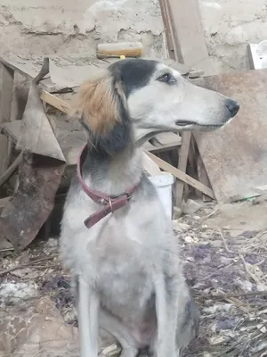 Ovchi kafolati bilan 1