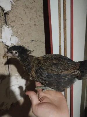 Doggy uslubida shishgan mushuk bilan semiz ayolning yaqindan surati VKontakte-da yashirin kamera seks videolari