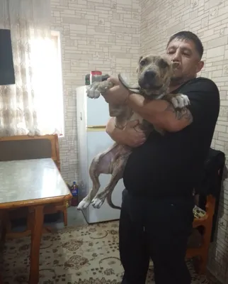 4 oylik pitbul erkak kuchukcha sotiladi. 1