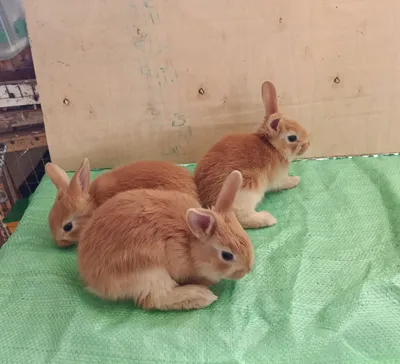 Продаются бургундские крольчата 1