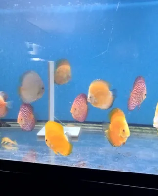 Diskuslar (golden) high body 1