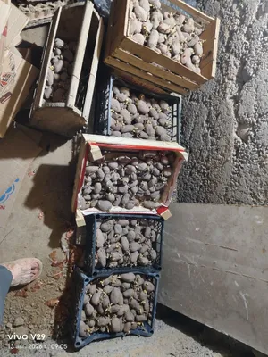 Семенной картофель, новый урожай, готов к посадке. Ташкент, Кибрай. 1 кг — 8 000 сум, договорная цена