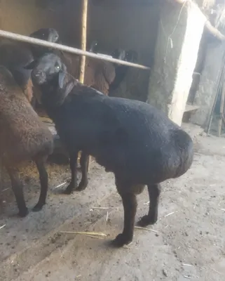 Продаётся породистый баран Хусори 1