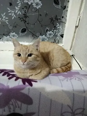 Черненькая кошечка