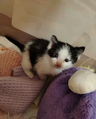 Котенок в добрые руки