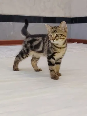 котенок девочка 3 месяца, сибирская + бенгал 1
