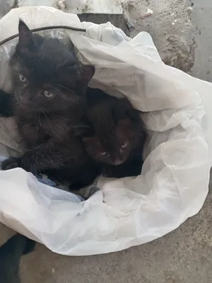 котята мальчики в добрые руки 1