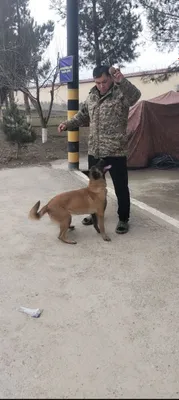 Maliniviy zoti urgochi 1