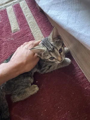 Отдам котят в хоршшие руки 1