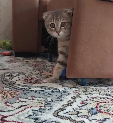 (Скоттиш-фолд), мальчик 1