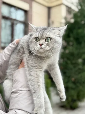Вязка. Приглашаем кошек на встречу. 1